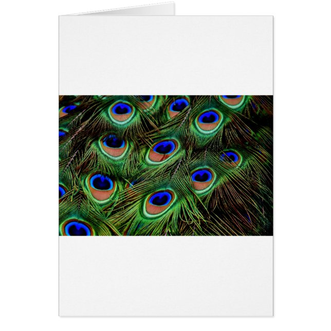 Peacock Feathers (Voorkant)