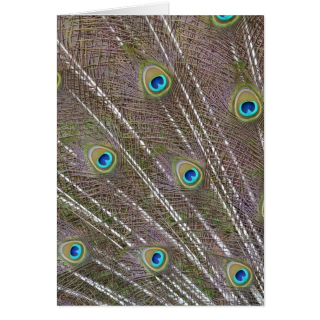 Peacock Feathers (Voorkant)