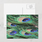 Peacock Feathers Briefkaart (Voorkant / Achterkant)