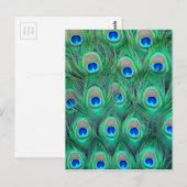 Peacock Feathers Briefkaart (Voorkant / Achterkant)