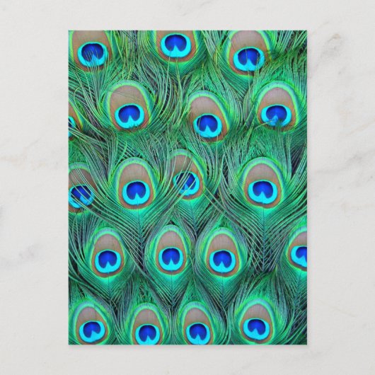 Peacock Feathers Briefkaart (Voorkant)