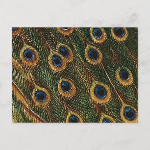 Peacock Feathers Briefkaart
