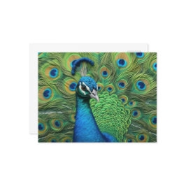Peacock Feathers Briefkaart