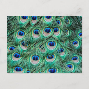 Peacock Feathers Briefkaart