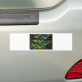 Peacock Feathers Bumpersticker (Op auto)