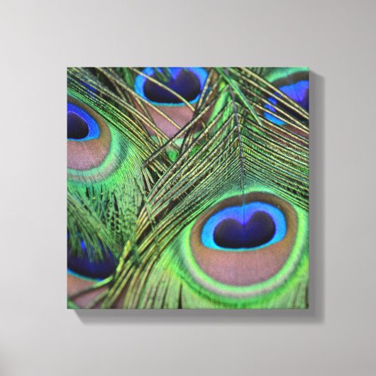 Peacock Feathers Canvas Afdruk (Voorkant)