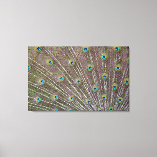 Peacock Feathers Canvas Afdruk
