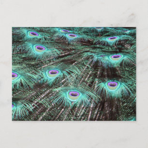  Peacock Feathers Foto Briefkaart