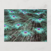 Peacock Feathers Foto Briefkaart (Voorkant)