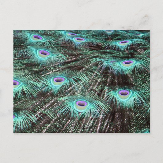 Peacock Feathers Foto Briefkaart (Voorkant)