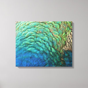 Peacock Feathers I Colorful Abstract Natuur Design Canvas Afdruk
