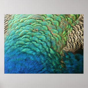 Peacock Feathers I Colorful Abstract Natuur Design Poster