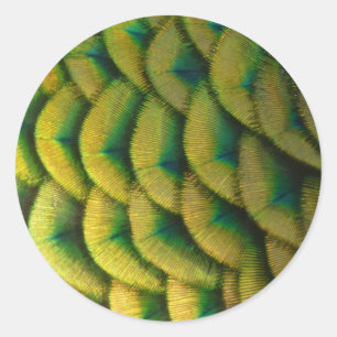 Peacock Feathers II Colorful Natuur Ronde Sticker