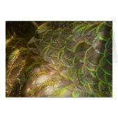 Peacock Feathers III (Female) Subtil Nature Design (Devant Horizontal)