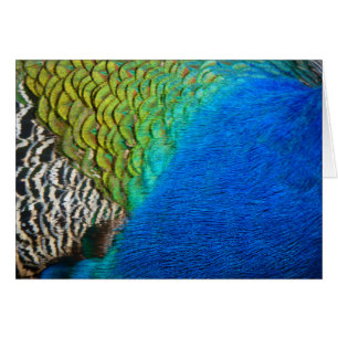 Peacock Feathers IV Colorful Abstrait Nature