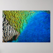 Peacock Feathers IV Kleurrijke Abstracte Natuur Poster (Voorkant)