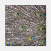 Peacock Feathers Magneet (Voorkant)