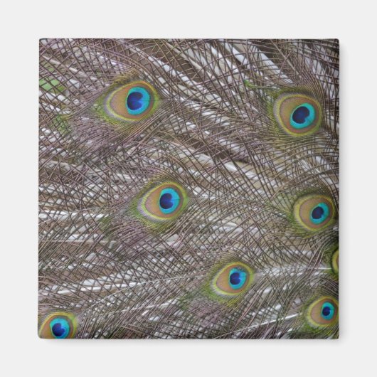 Peacock Feathers Magneet (Voorkant)