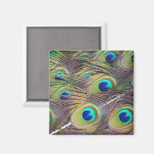 Peacock Feathers Magneet (Voorkant / Achterkant)