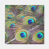 Peacock Feathers Magneet (Voorkant)