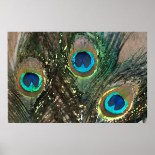 Peacock Feathers met Rocks Poster