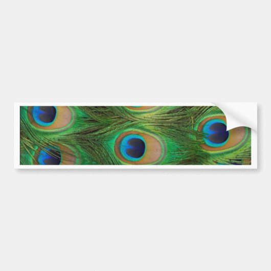 Peacock Feathers - Peafowl Bumpersticker (Voorkant)