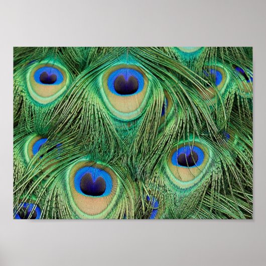 Peacock Feathers - Poster (Voorkant)