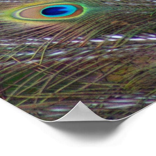 Peacock Feathers Poster (Hoek)