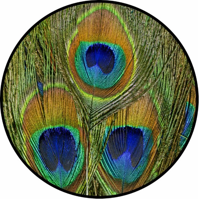 Peacock Feathers Staand Fotobeeldje (Voorkant)