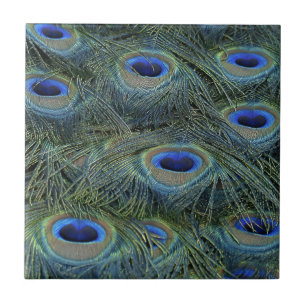 Peacock Feathers Tegeltje