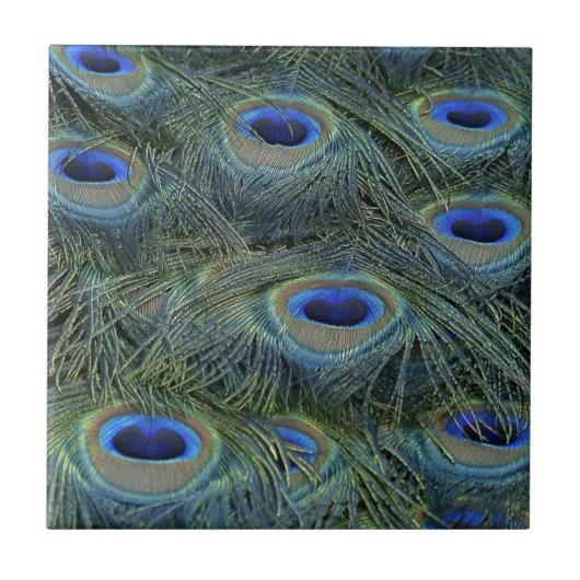 Peacock Feathers Tegeltje (Voorkant)