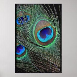 Peacock Feathers Verticaal Poster -40x60