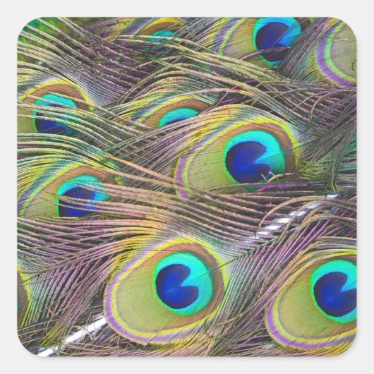 Peacock Feathers Vierkante Sticker (Voorkant)