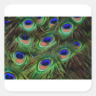 Peacock Feathers Vierkante Sticker