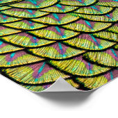 Peacock Feaths dans un Motif Art Déco coloré (Coin)