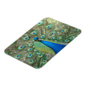 Peacock Flexible Magnet Magneet (Linkerzijde)