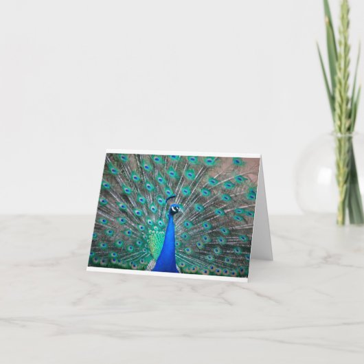 Peacock folded note card (Devant)