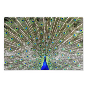 Peacock Foto Afdruk