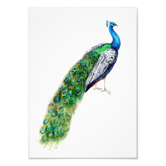 Peacock Foto Afdruk (Voorkant)