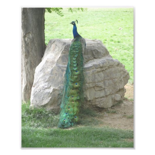 Peacock Foto Afdruk (Voorkant)