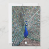 PEACOCK FOTO BIRTHDAY CELEBRATION INVITATION KAART (Achterkant)