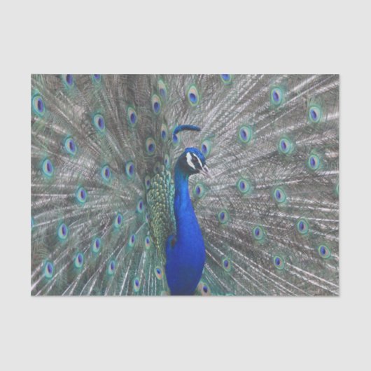 PEACOCK FOTO WEEFSEL PAPIER (Voorkant)