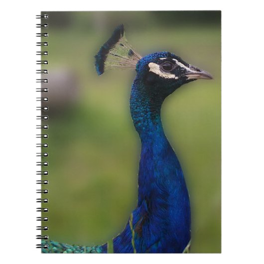 Peacock Fotografie Notitieboek (Voorkant)