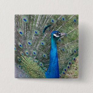 Peacock-fotografie Vierkante Button 5,1 Cm