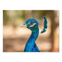 Peacock Head