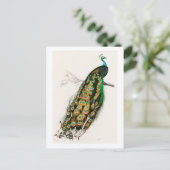 Peacock - illustratie briefkaart (Staand voorkant)
