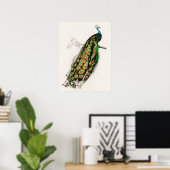 Peacock Illustratie  kunst Afdrukken Poster (Thuiskantoor)