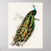 Peacock Illustratie kunst Afdrukken