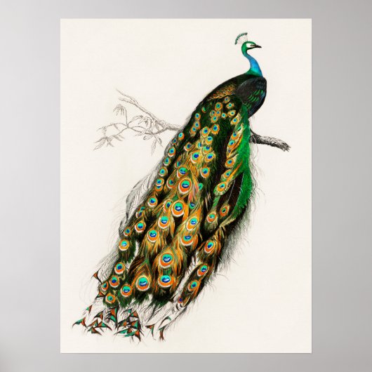 Peacock Illustratie  kunst Afdrukken Poster (Voorkant)