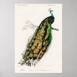  Peacock Illustratie Poster